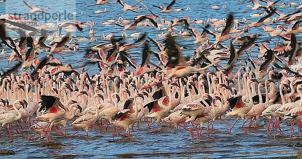 Zwergflamingo (phoenicopterus minor)  Gruppe im Flug  Kolonie am Bogoriasee in Kenia