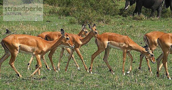 Impala (aepyceros) melampus  Herde von Weibchen  Masai Mara Park in Kenia