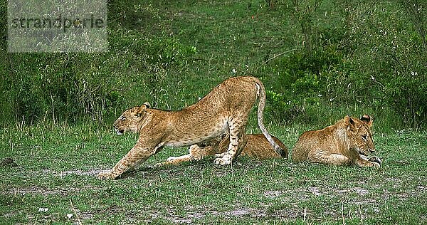 Afrikanischer Löwe (panthera leo)  Jungtiere  Masai Mara Park in Kenia