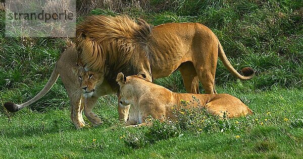 Afrikanischer Löwe (panthera leo)  Gruppe mit einem Männchen und einem Weibchen