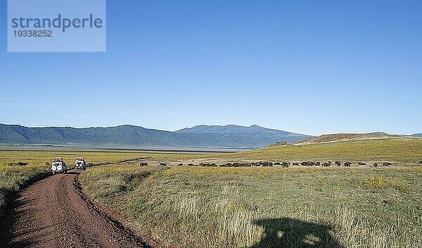 Kaffernbüffel (Syncerus caffer) Herde mit Safarifahrzeugen  Ngorongorokrater  Ngorongoro Conservation Area  Tansania  Afrika