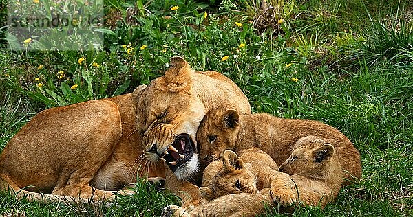 Afrikanischer Löwe (panthera leo)  Mutter und Jungtier