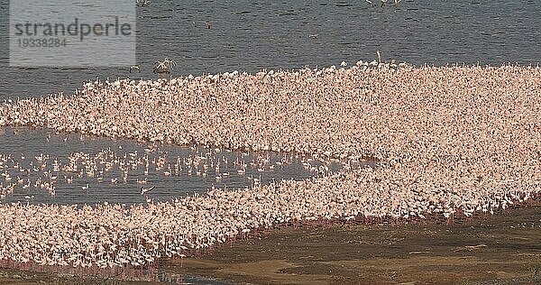 Zwergflamingo (phoenicopterus minor)  Kolonie am Bogoriasee in Kenia