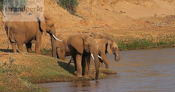 Afrikanischer Elefant (loxodonta africana)  Gruppe überquert Fluss  Samburu Park in Kenia