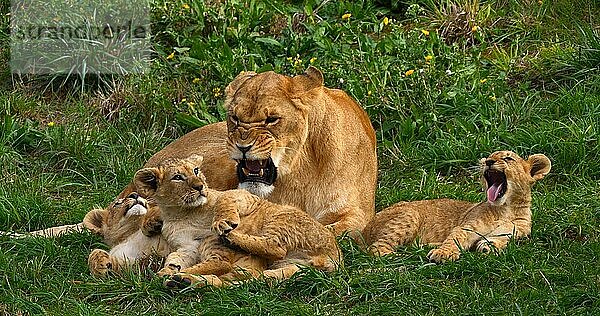 Afrikanischer Löwe (panthera leo)  Mutter und Jungtier