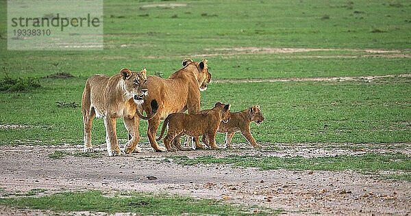 Afrikanischer Löwe (Panthera leo)  Mutter und Jungtier  Masai Mara Park in Kenia