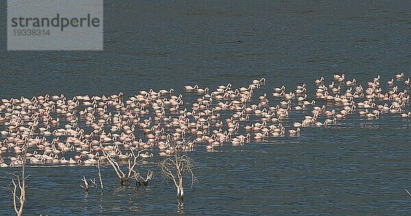 Zwergflamingo (phoenicopterus minor)  Kolonie am Bogoriasee in Kenia