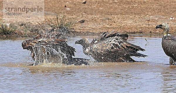 Afrikanischer Weißrückengeier (gyps africanus)  Gruppe im Wasser stehend  beim Baden  Nairobi Park in Kenia