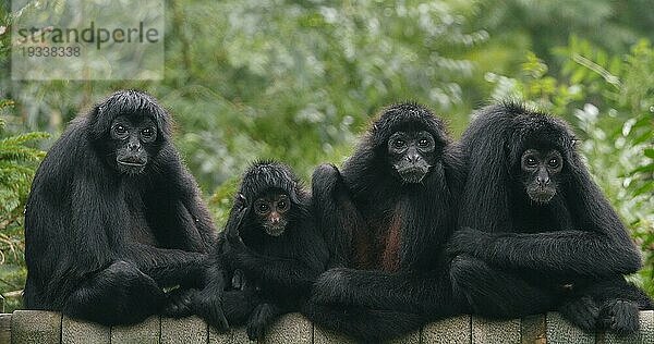 Braunhaariger Klammeraffe (ateles) fusciceps rufiventris  Gruppe von Adullts auf einem Ast stehend