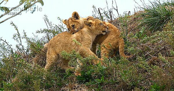 Afrikanischer Löwe (panthera leo)  spielendes Jungtier