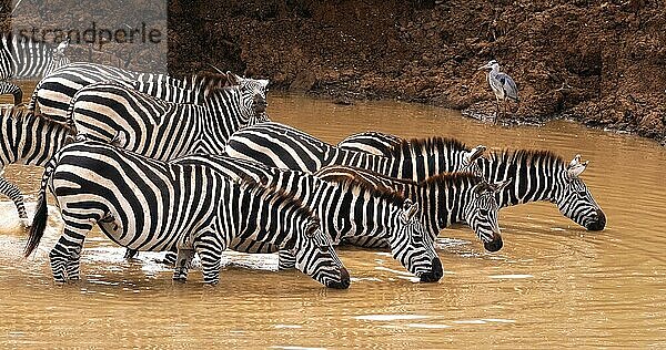 Grant's Zebra (equus burchelli) boehmi  Herde am Wasserloch  Nairobi Park in Kenia