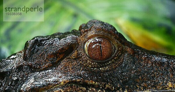 Brauen Glattstirnkaiman (paleosuchus palpebrosus)  Porträt eines Erwachsenen