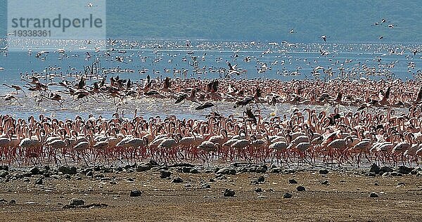 Zwergflamingo (phoenicopterus minor)  Gruppe im Flug  Kolonie am Bogoriasee in Kenia