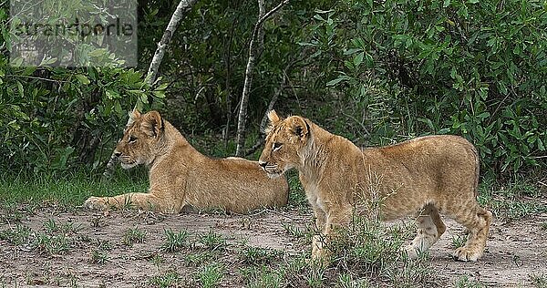 Afrikanischer Löwe (Panthera leo)  spielende Jungtiere  Masai Mara Park in Kenia