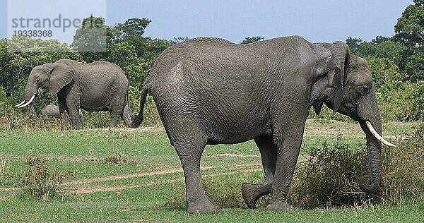 Afrikanischer Elefant (loxodonta africana)  Gruppe im Busch  Masai Mara Park in Kenia