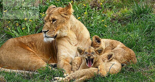 Afrikanischer Löwe (panthera leo)  Mutter und Jungtier