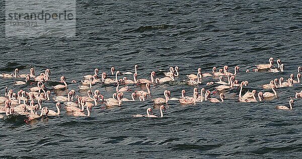 Zwergflamingo (phoenicopterus minor)  Kolonie am Bogoriasee in Kenia