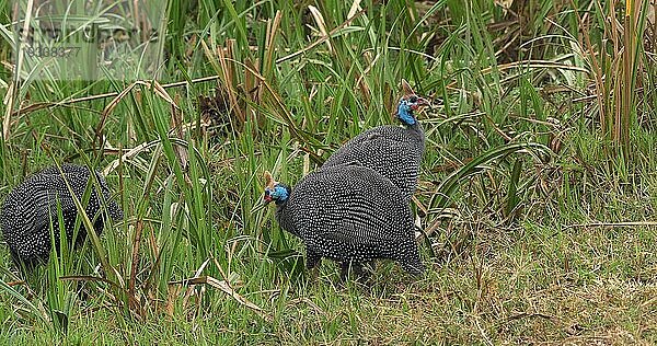 Helmperlhuhn (numida meleagris)  Masai Mara Park in Kenia