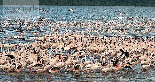 Zwergflamingo (phoenicopterus minor)  Gruppe im Flug  Kolonie am Bogoriasee in Kenia