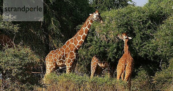 Masaigiraffe (giraffa camelopardalis tippelskirchi)  Gruppe stehend in Savanne  Masai Mara Park in Kenia