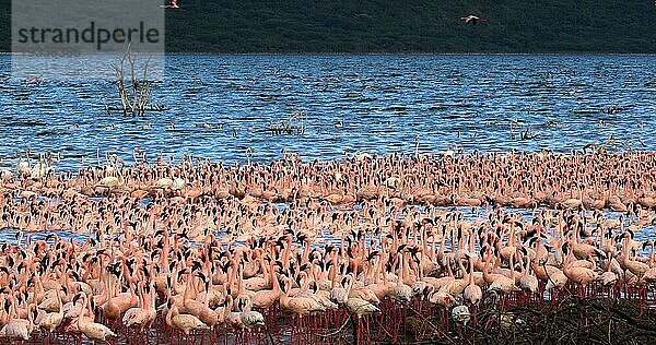 Zwergflamingo (phoenicopterus minor)  Gruppe im Flug  Kolonie am Bogoriasee in Kenia