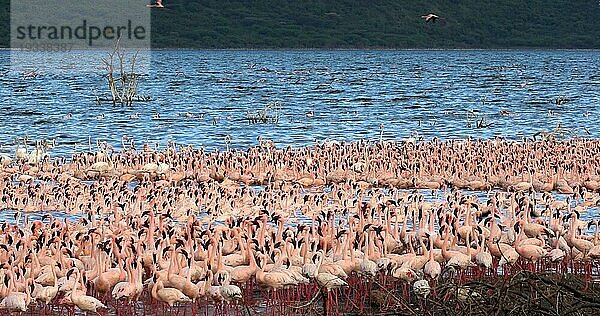 Zwergflamingo (phoenicopterus minor)  Gruppe im Flug  Kolonie am Bogoriasee in Kenia