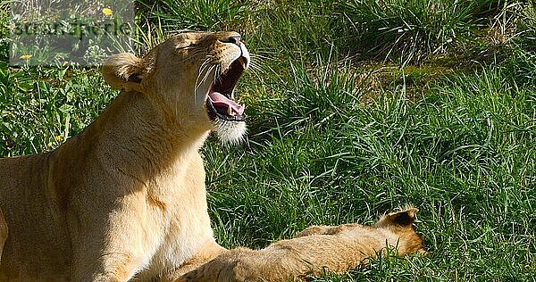 Afrikanischer Löwe (panthera leo)  Mutter und Jungtier