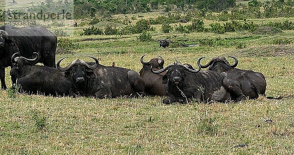 Kaffernbüffel (syncerus caffer)  Gruppe beim Ruhen  Masai Mara Park in Kenia