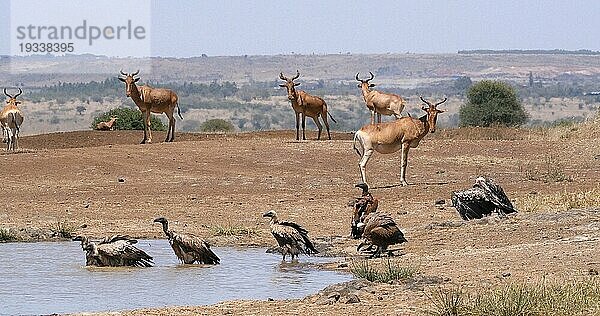 Eigentliche Kuhantilope (alcelaphus buselaphus)  Herde am Wasserloch stehend  und Afrikanischer Weißrückengeier (gyps africanus)  Nairobi Park in Kenia