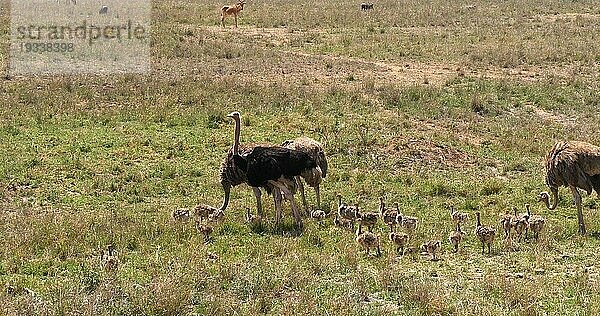 Afrikanischer Strauß (struthio camelus)  Männchen  Weibchen und Küken wandern durch die Savanne  Nairobi National Park in Kenia