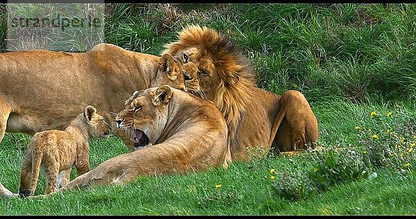 Afrikanischer Löwe (panthera leo)  Gruppe mit Männchen  Weibchen und Jungtier