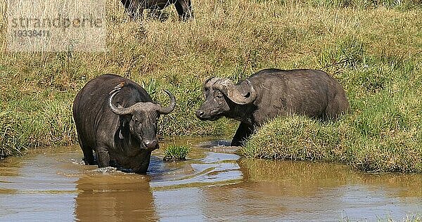 Kaffernbüffel (syncerus caffer)  Gruppe am Wasserloch  Nairobi Park in Kenia