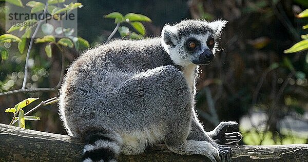 Ringelschwanzlemur  lemur catta. Erwachsener auf einem Ast stehend