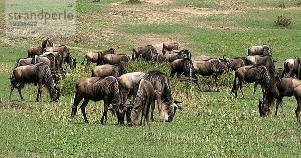 Streifengnu (connochaetes taurinus)  Herde während der Migration  Masai Mara Park in Kenia