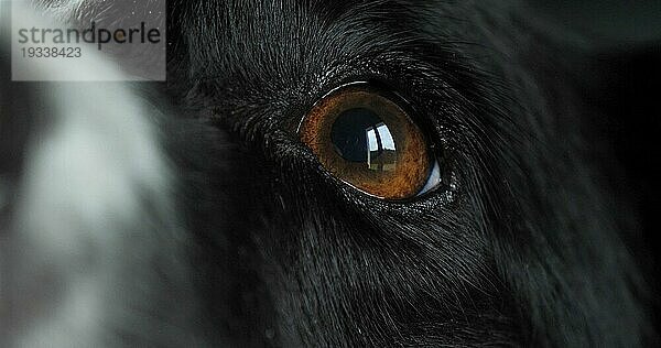 Border Collie Hund  Portrait eines Rüden  Nahaufnahme von Nase und Auge
