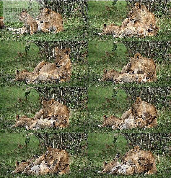 Afrikanischer Löwe (Panthera leo)  Mutter und Jungtier  Masai Mara Park in Kenia