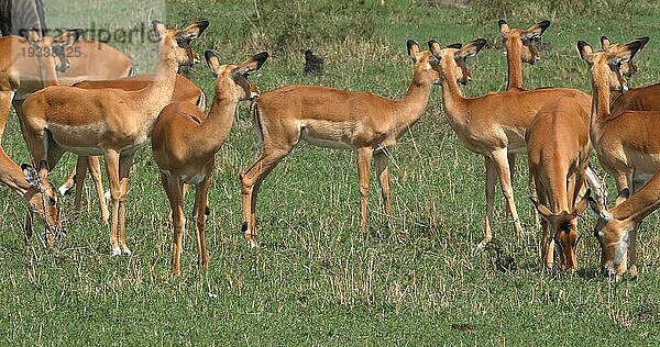 Impala (aepyceros) melampus  Herde von Weibchen  Masai Mara Park in Kenia