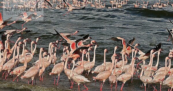 Zwergflamingo (phoenicopterus minor)  Gruppe im Flug  Kolonie am Bogoriasee in Kenia