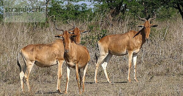 Eigentliche Kuhantilope (alcelaphus buselaphus)  stehende Herde in der Savanne  Masai Mara Park  Kenia  Afrika