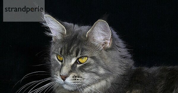 Blau gestromte Maine Coon Hauskatze  Porträt eines Weibchens vor schwarzem Hintergrund  Normandie in Frankreich