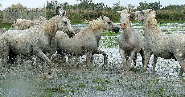 Camarguepferd Herde im Sumpf stehend  Saintes Marie de la Mer in der Camargue  in Südfrankreich