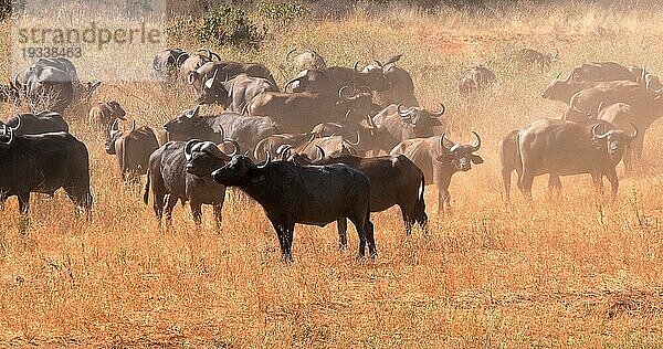 Kaffernbüffel (syncerus caffer)  stehende Herde in der Savanne  Tsavo Park in Kenia