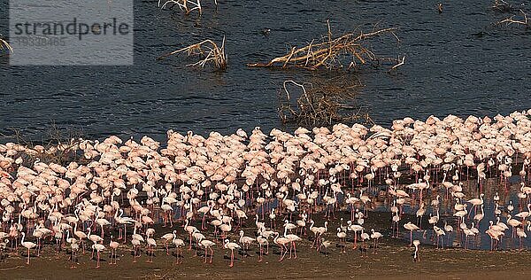 Zwergflamingo (phoenicopterus minor)  Kolonie am Bogoriasee in Kenia