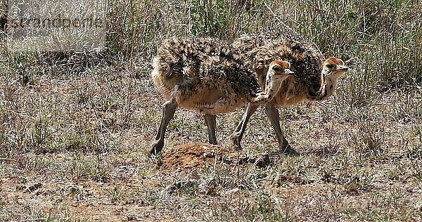 Afrikanischer Strauß (struthio camelus)  Küken wandern durch die Savanne  Nairobi National Park in Kenia