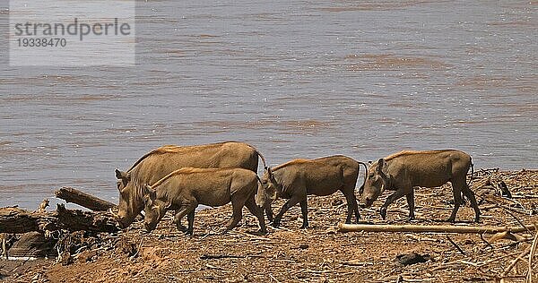 Warzenschwein (Phacochoerus aethiopicus)  adult und Jungtiere in der Nähe des Flusses  Samburu Park in Kenia