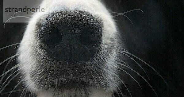 Border Collie Hund  Portrait eines Rüden  Nahaufnahme der Nase