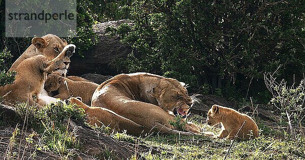 Afrikanischer Löwe (Panthera leo)  Mutter und Jungtiere  Masai Mara Park in Kenia