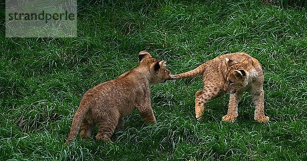 Afrikanischer Löwe (panthera leo)  spielendes Jungtier