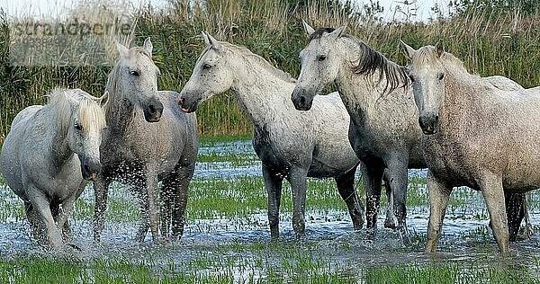 Camarguepferd Herde im Sumpf stehend  Saintes Marie de la Mer in der Camargue  in Südfrankreich