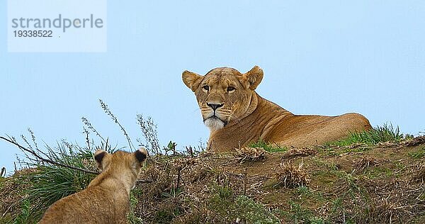 Afrikanischer Löwe (panthera leo)  Mutter und Jungtier